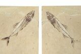 Cretaceous Fish (Spaniodon) With Pos/Neg - Hjoula, Lebanon #202167-1